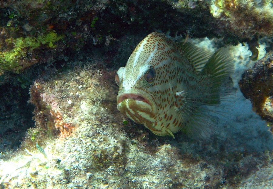 IMG_7445rc_Maldives_Madoogali_Merou elegant -Anyperodon leucogrammicus.jpg